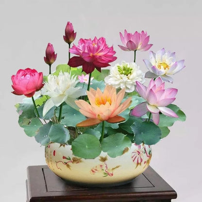 💐The Sacred Bonsai Bowl Lotus Flower🌸🌺