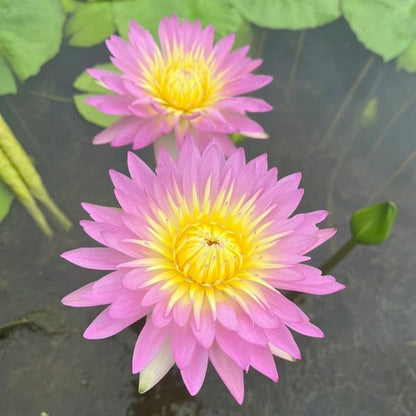 💐The Sacred Bonsai Bowl Lotus Flower🌸🌺